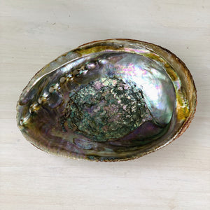 Abalone Shell, Natural Ocean Beauty - Interiors in Balance