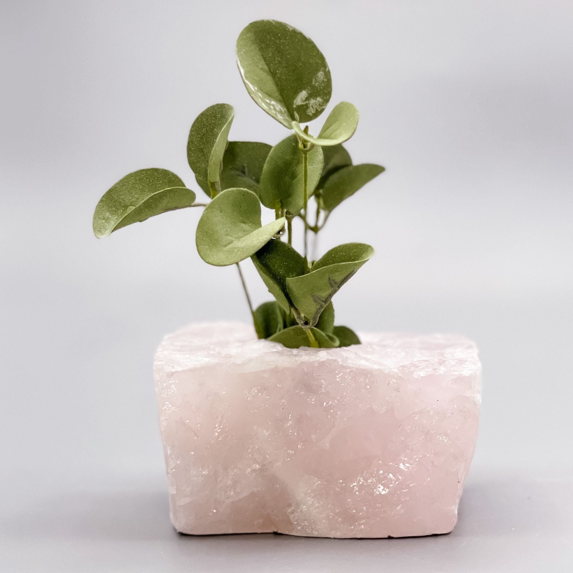 Raw Rose Quartz Candle/Succulent Holder